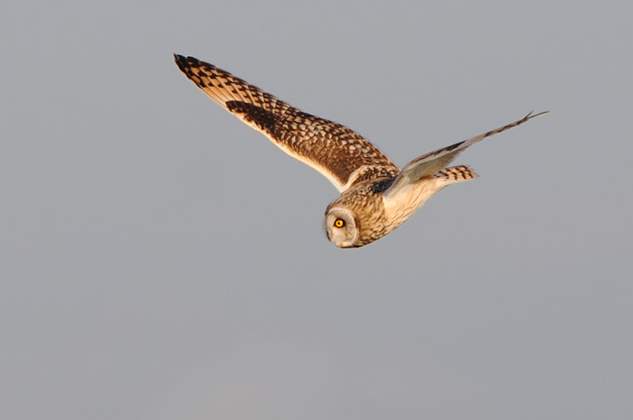 12.jpg - Velduil (Short-eared Owl, Asio Flammeus). Uitkerkse polders. 2/02/2008. Copyright: Joris Everaert. Nikon D300, Sigma APO 500mm f4.5 EX DG HSM